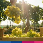 Azienda agricole e vitivinicole: come attuare una strategia CRM