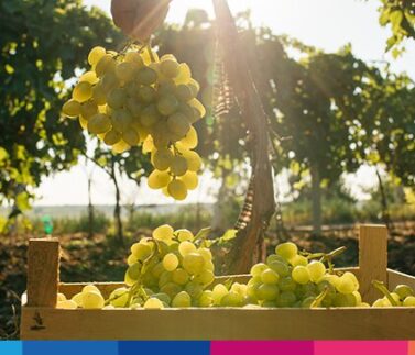 Azienda agricole e vitivinicole: come attuare una strategia CRM
