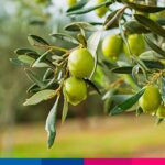 Azienda olivicola di successo: 8 cose da sapere