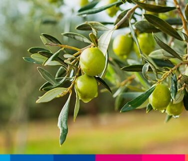 Azienda olivicola di successo: 8 cose da sapere