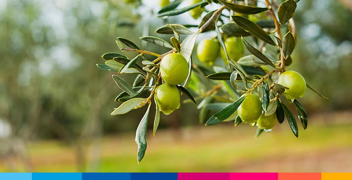 azienda-olivicola__532036402-1