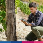 Vinificazione intelligente: come valutare la resa del vigneto tramite software