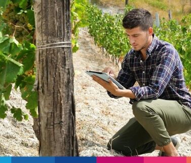Vinificazione intelligente: come valutare la resa del vigneto tramite software