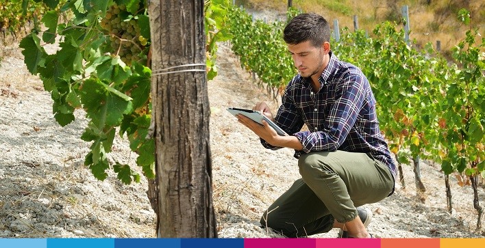 monitorare-processo-vinificazione-con-software-gestionale